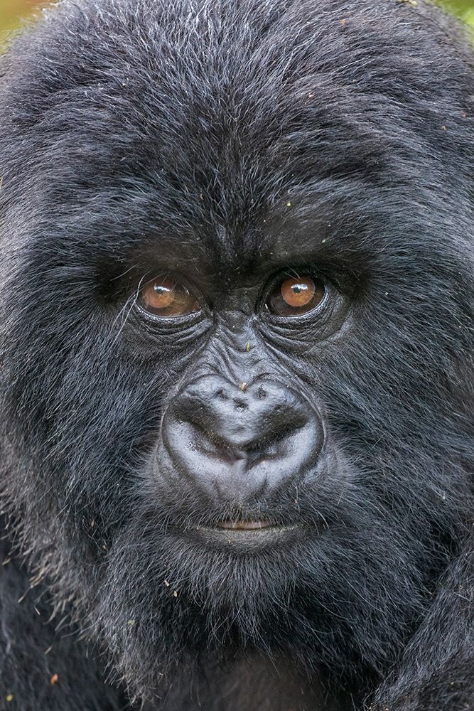 Africa-Rwanda-Volcanoes National Park-Close-up portrait of Mountain Gorilla while at rest art print by Paul Souders for $57.95 CAD